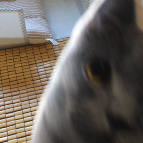 ダイちゃんへのプレゼントの画像