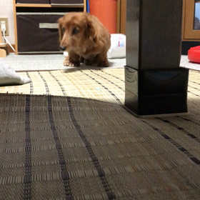 最近のレオは…の画像