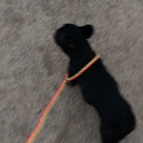 リードをσ(^_^;)の画像