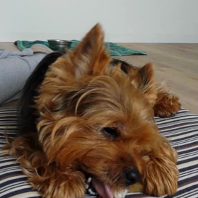 トウモロコシのガムの画像