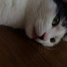 アルバム ♬ラブリーさぶちゃんの画像