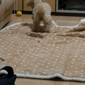 子犬の様にの画像