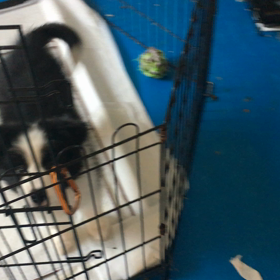 朝の子犬の画像