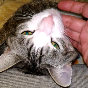 ムズい体重の画像