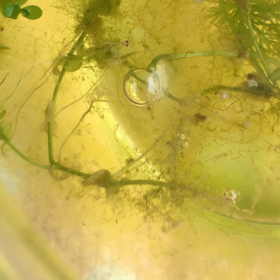 赤ちゃんが生まれたよ。の画像