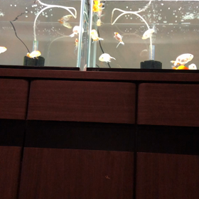 らんちゅう水槽下見の画像