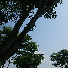 今日も暑かねぇの画像
