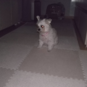 夜中の徘徊？の画像