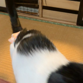 お遊びのお時間の画像