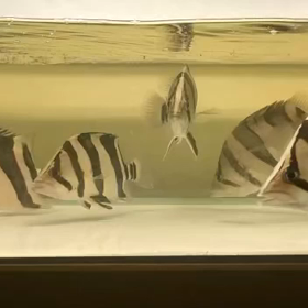 輸入目前！の画像