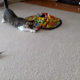 ”【拡散希望】福ちゃんを家族の一員にしてください”の画像