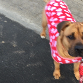 スキップの画像