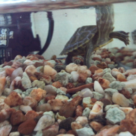 ピョコのごはんの画像