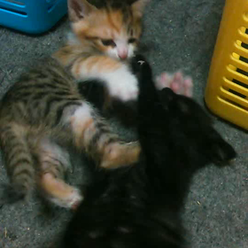 三毛猫の『あきこさん』の画像