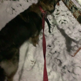 雪が降ってきたの画像