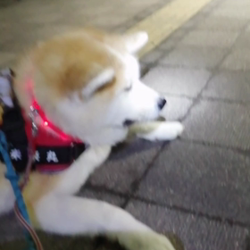 今朝は飼い主左手の包帯が取れて通常生活スタイルに戻りつつの朝散歩。まずは訓練場の安倍川駅前まではの画像