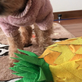 今日も元気にパイナポーの画像