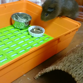 今日のモルちゃんの画像