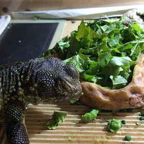 グリーンピースの画像