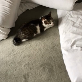 壊れた体温計、昨日の家族、ジム休む！、字幕付きペット動画の画像