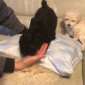 犬と暮らすートイプードルの仔が来ることにーの画像