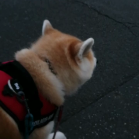 「ワンちゃん毎朝たくさん運動ができて良いですね❗」時々出合う方に言われました。「本当はこの子散歩の画像