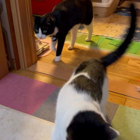 じゃじゃ、歩いて来て、ボリンボリンしてるーの画像