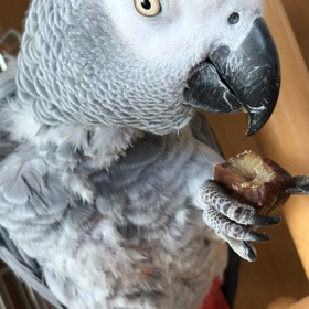 栗が大好きの画像