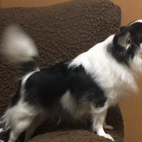 邪魔しないで！！の画像