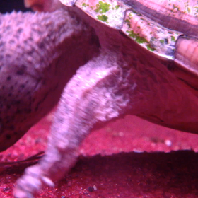 カメックスの画像