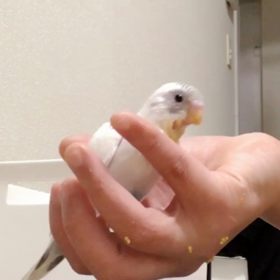 さし餌の時間ですの画像