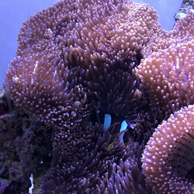 クマノミとイソギンチャクの画像