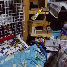 夜中のまめ。の画像