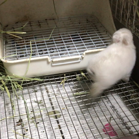 ヒマちゃんうろちょろの画像