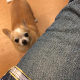 オヤツに反応する。の画像