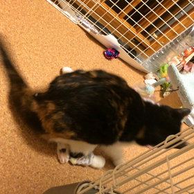 隠し撮りの画像