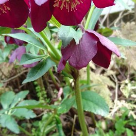 雑草の中から、、、の画像