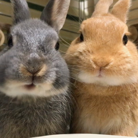 仲良くmgmgの画像