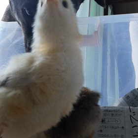 犬とヒヨコ…の画像