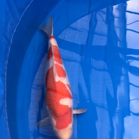 カシラ〜右！の画像