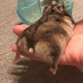 もっちりおしりの画像