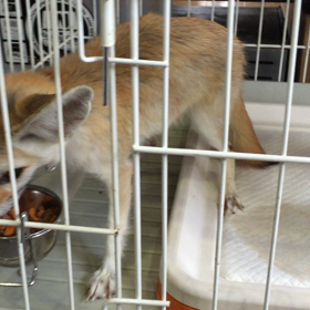 ★かかあ天下★の画像