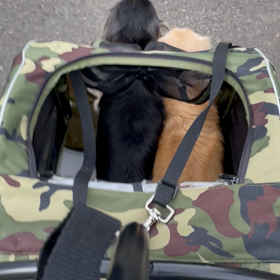 小麦ちゃんのお泊まりの画像