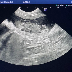 2021.03.03   桜子の腹部エコー検査の画像