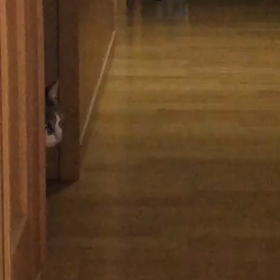 朝からかき揚げ。マリーがデールを探してる。の画像