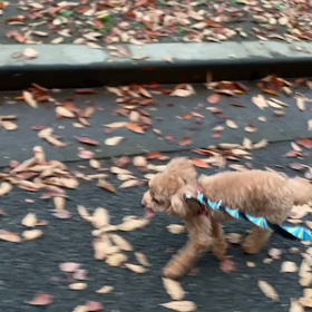 11月24日13わんこと2時間遠足　　代々木公園の画像