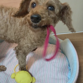 おもちゃ発見✨の画像