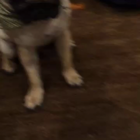 レオ一歳になりやしたの画像