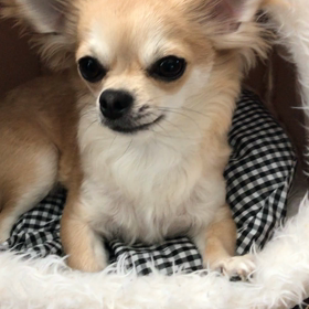 砂肝を食べるチワワの画像