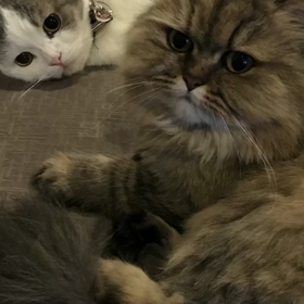 ジルちゃんトークの画像